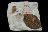 Two Paleocene Fossil Leaves (Zizyphoides & Nyssa) - Montana #165026-3